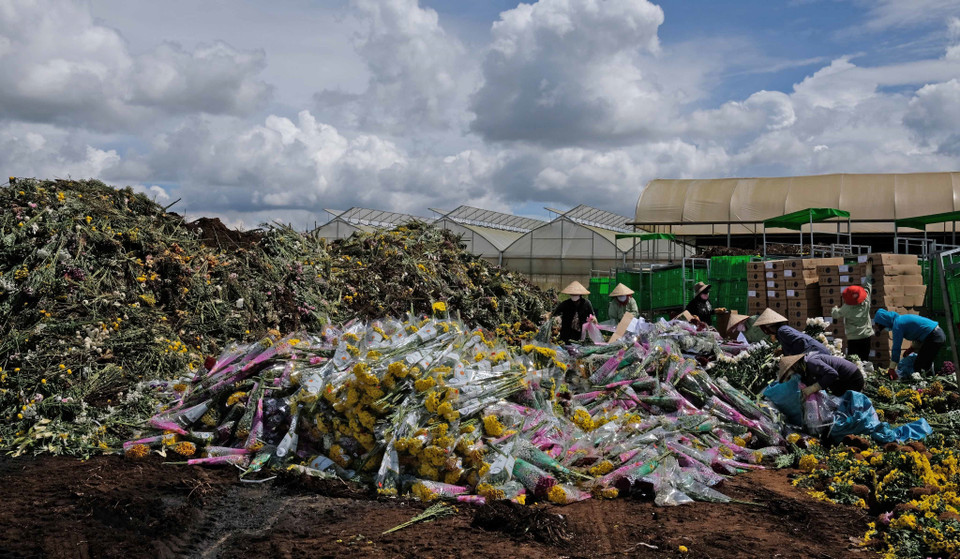Hàng trăm ngàn cành hoa của Công ty TNHH Dalat Hasfarm và nông dân Đà Lạt vừa bị tiêu hủy do không thể xuất khẩu sang Australia vì vướng quy định của Cục Bảo vệ thực vật về việc sử dụng hoạt chất Glyphosate từ ngày 1/7 này. (Ảnh: Nguyễn Dũng/TTXVN)