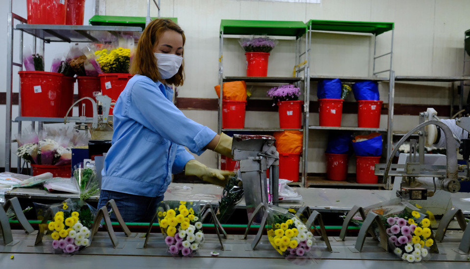Công nhân của công ty TNHH Dalat Hasfarm (thành phố Đà Lạt) phân loại và đóng gói hoa trước khi đóng thùng xuất khẩu ra nước ngoài. (Ảnh: Nguyễn Dũng/TTXVN)
