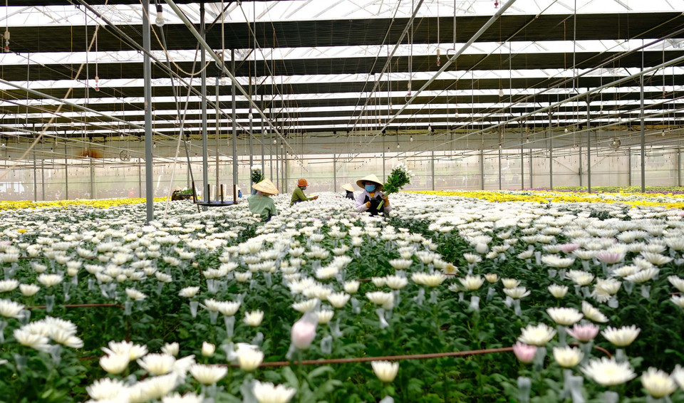 Công nhân thu hoạch hoa cúc tại trang trại chuyên trồng để cung cấp hoa cho Australia. (Ảnh: Nguyễn Dũng/TTXVN)