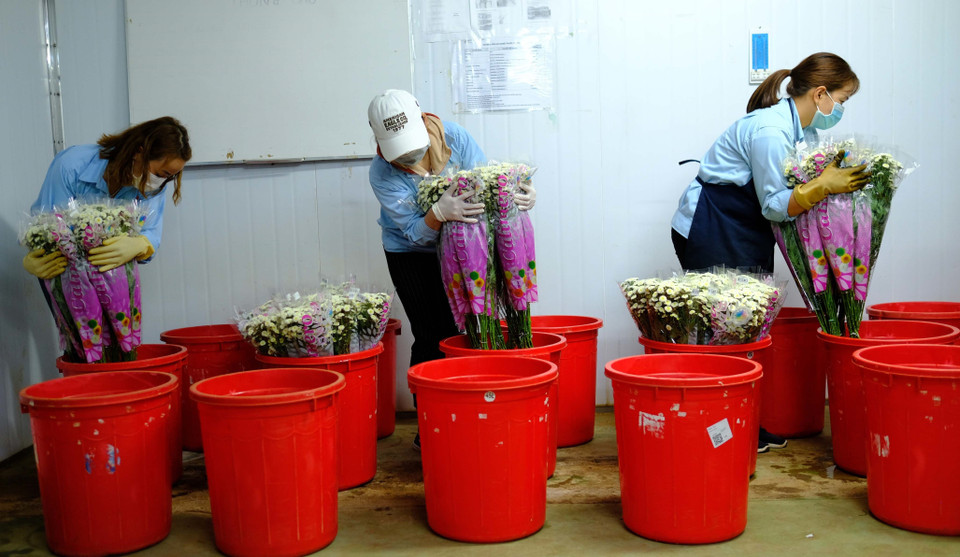 Quy trình xử lý sau thu hoạch ngâm cành hoa vào hoạt chất Glyphosate để tiệt mầm (theo quy định bắt buộc của Úc) diễn ra bình thường trong nhiều năm nay và được kiểm soát nghiêm ngặt, đảm bảo cho môi trường. (Ảnh: Nguyễn Dũng/TTXVN)