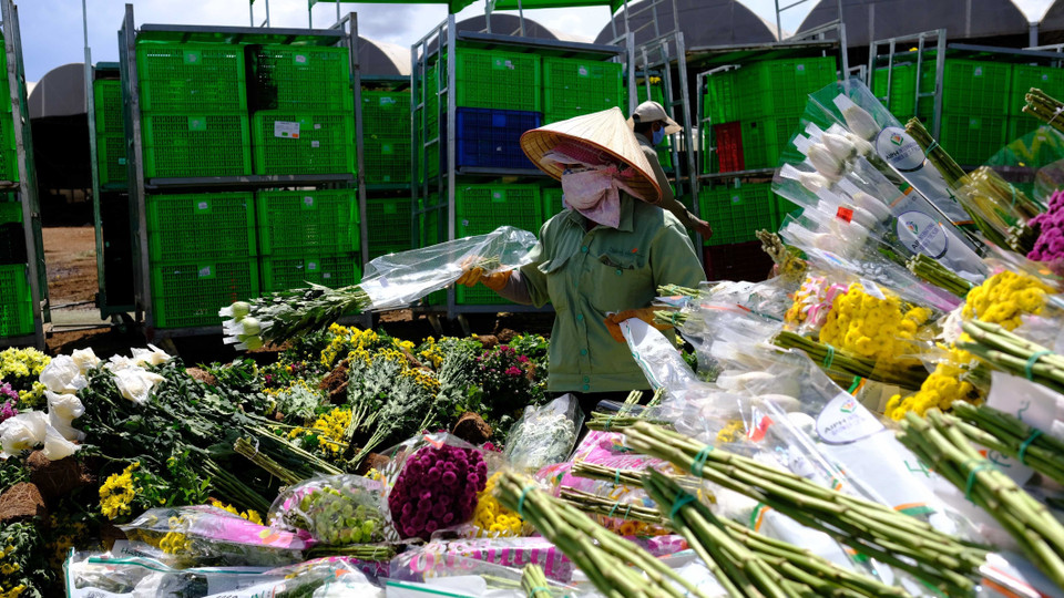 Nếu quy định về việc sử dụng hoạt chất Glyphosate không được thay đổi, trung bình mỗi tuần sẽ có gần 600.000 cành hoa của người dân và doanh nghiệp tại Đà Lạt phải tiêu huỷ do không thể xuất khẩu sang Australia. (Ảnh: Nguyễn Dũng/TTXVN)