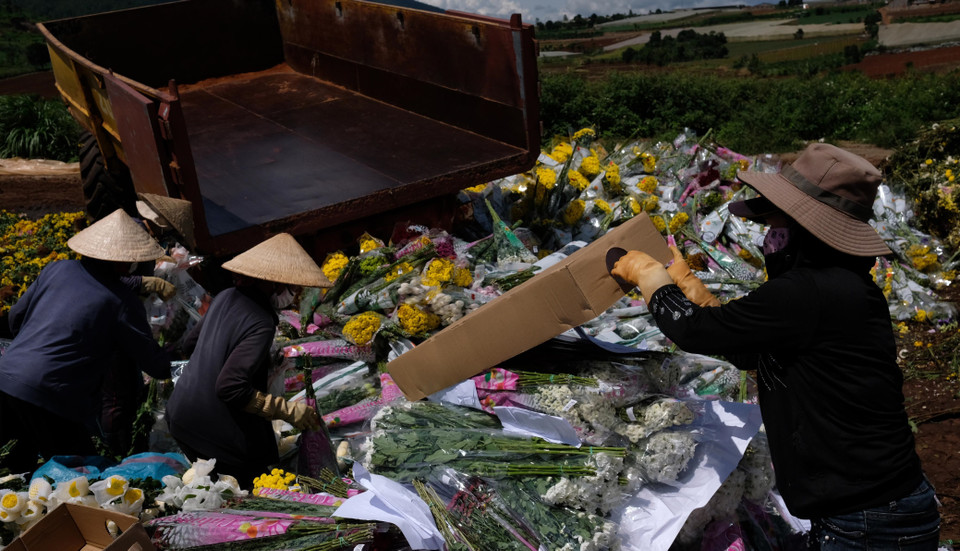 Nếu quy định về việc sử dụng hoạt chất Glyphosate không được thay đổi, trung bình mỗi tuần sẽ có gần 600.000 cành hoa của người dân và doanh nghiệp tại Đà Lạt phải tiêu huỷ do không thể xuất khẩu sang Australia. (Ảnh: Nguyễn Dũng/TTXVN)