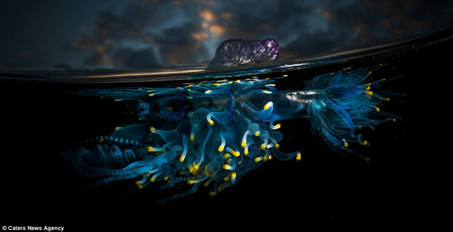 Smith đã sử dụng một ống kính dạng vòm để ghi lại những hình ảnh về các sinh vật này. (Nguồn: Caters News Agency)