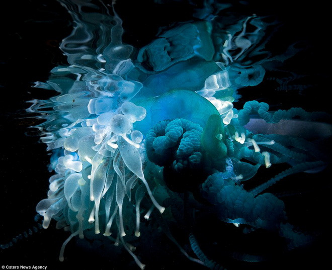 Một con Siphonophore không phải là một sinh vật đơn độc, mà là một quần thể tập hợp chung nhiều cá thể nhỏ gọi là zooids. (Nguồn: Caters News Agency)