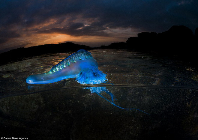 Dù có vẻ ngoài giống loài sứa nhưng loài Siphonophore luôn được coi là những sinh vật bí ẩn và khiến các nhà khoa học đầu đầu để tìm hiểu. (Nguồn: Caters News Agency)