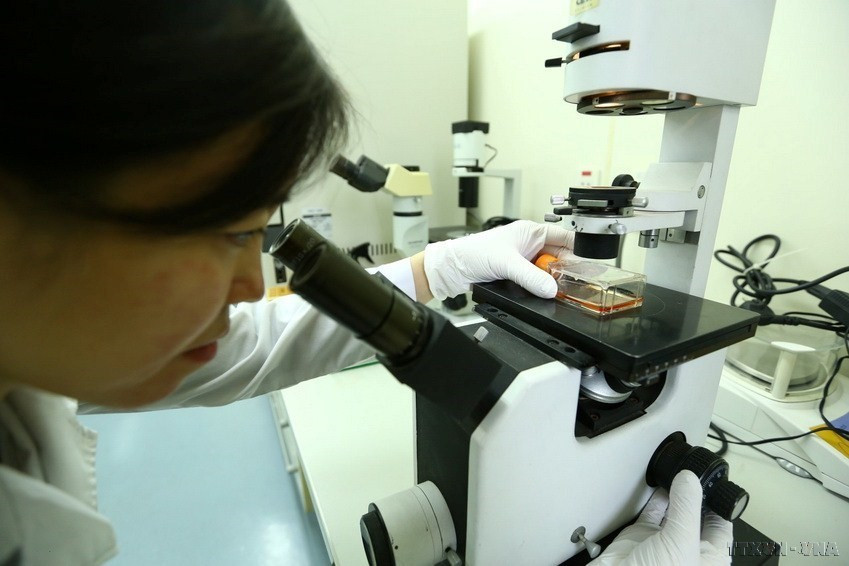 Nghiên cứu viên tiến hành kiểm tra quá trình nuôi cấy tế bào hằng ngày. (Ảnh: Anh Tuấn/TTXVN)