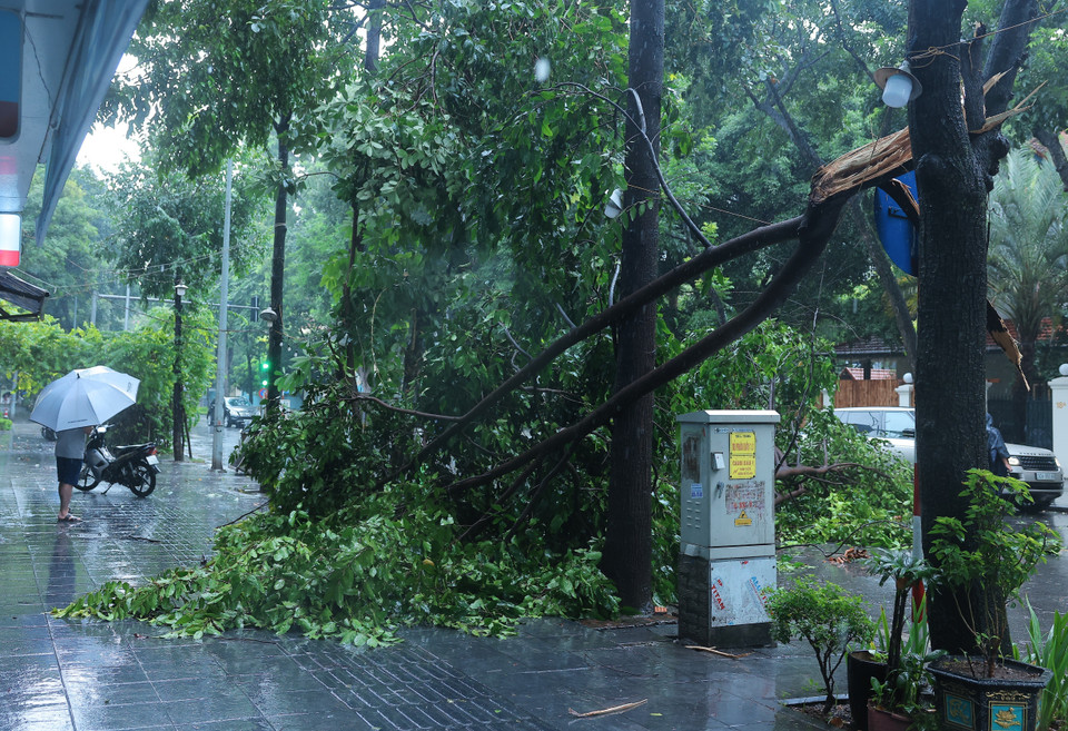Ngoài cành rơi xuống đường, 1 cành cây khác gẫy đổ xuống vỉa hè trước nhà 25 Quang Trung. (Ảnh: Hoàng Hiếu/TTXVN)