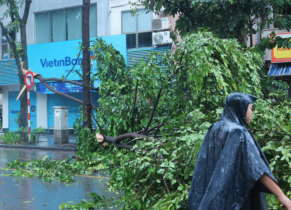 Cành cây trước nhà số 25 Quang Trung gẫy, rơi chắn ngang đường qua lại. (Ảnh: Hoàng Hiếu/TTXVN)