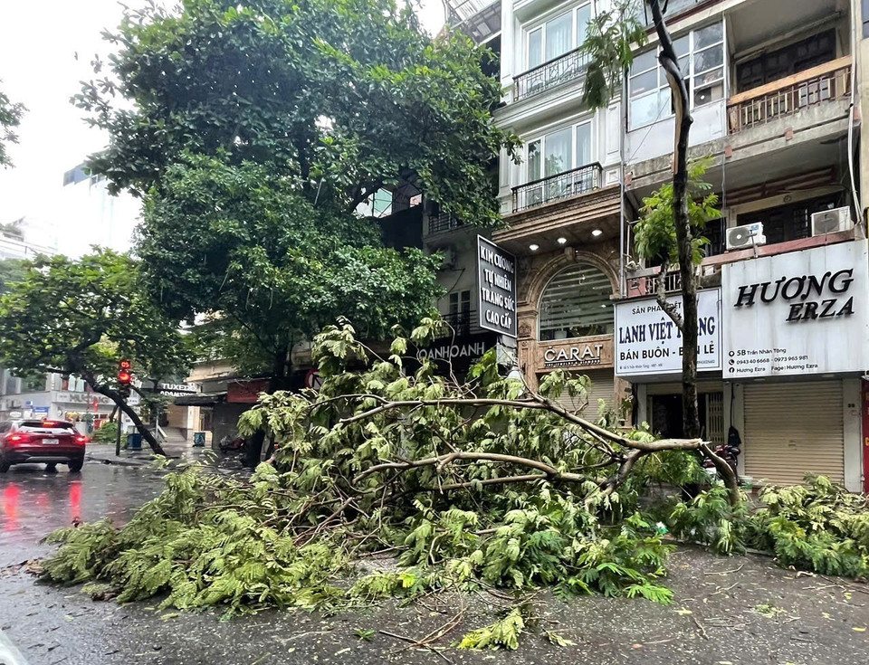 Cây đổ trên phố Trần Nhân Tông. (Ảnh: Lâm Khánh/TTXVN)