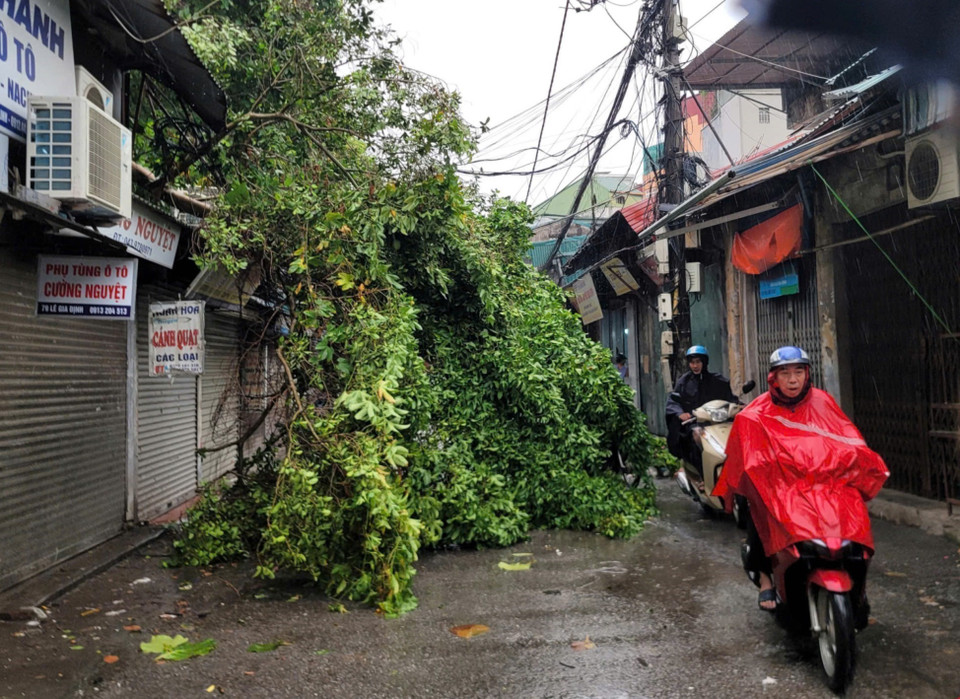 Cây đổ tại phố Lê Gia Định, phường Đồng Nhân, Hai Bà Trưng. (Ảnh: Doãn Tấn/TTXVN)