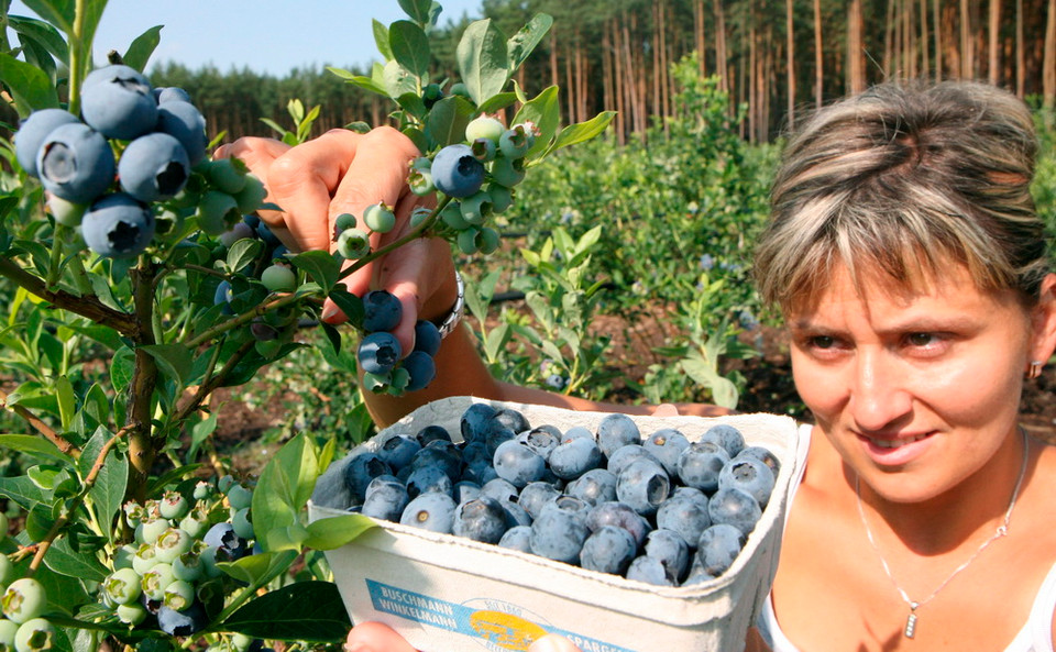 Thu hoạch việt quất tại Klaistow, Đức. (Nguồn: EPA)