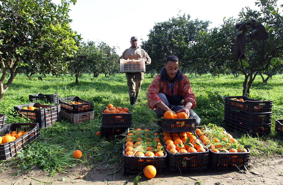 Nông dân Boufarik, phía Nam Algiers, Algeria xếp cam vào trong giỏ sau khi thu hoạch. (Nguồn: EPA)