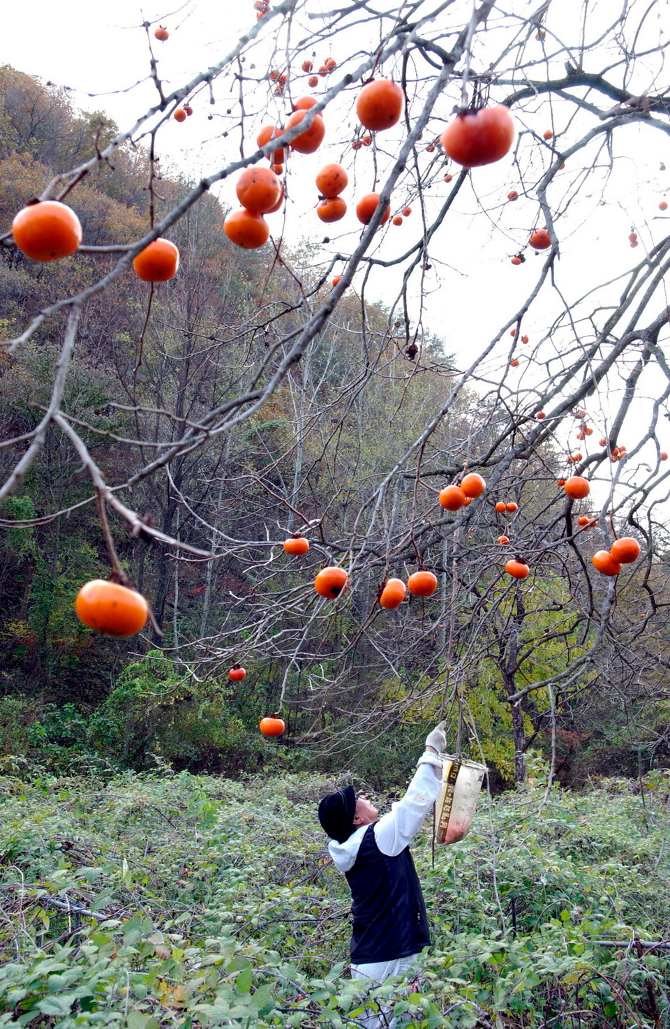 Một người đàn ông dùng gậy thu hoạch hồng vàng tại Damyan, cách Seoul, Hàn Quốc 340km về phía Nam. (Nguồn: EPA)
