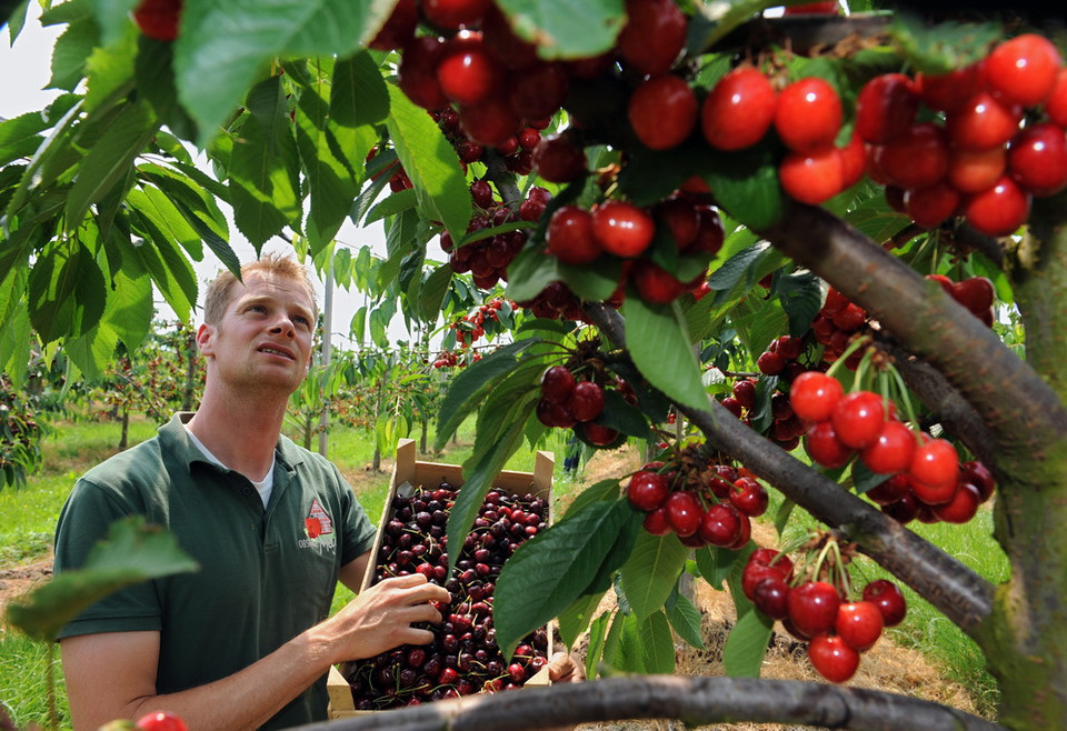 Thu hoạch cherry tại trang trại Hollern-Twielenfleth, Đức. (Nguồn: EPA)