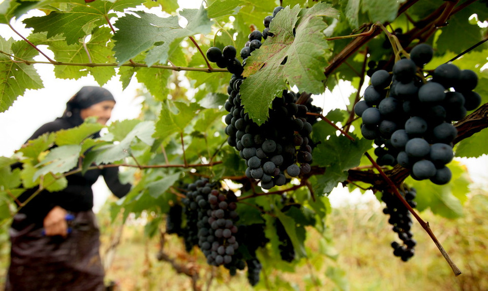 Một phụ nữ địa phương thu hoạch nho tại làng Kachreti, cách thủ đô Tbilisi của Gruzia 80km về phía Đông. (Nguồn: EPA)