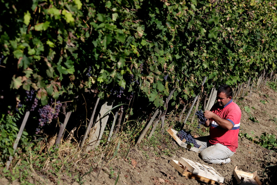 Thu hoạch nho gần thị trấn Rahovec, Kosovo. (Nguồn: EPA)