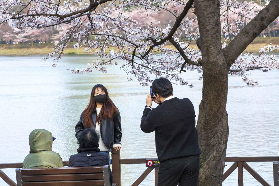 Hai bạn trẻ tranh thủ chụp ảnh với hoa anh đào ven hồ Seokchon. (Ảnh: Anh Nguyên/TTXVN)
