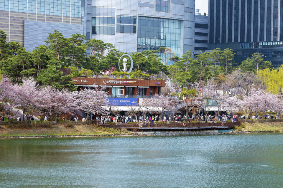 Hoa anh đào khoe sắc ven Hồ Seokchon thu hút rất đông người dân Hàn Quốc tới chiêm ngưỡng. (Ảnh: Anh Nguyên/TTXVN)