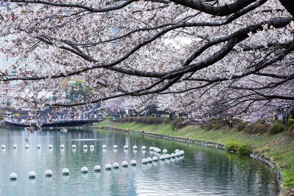 Anh đào bung lụa phủ bóng ven Hồ Seokchon, một địa điểm ưa thích của người dân Xứ sở Kim chi mỗi dịp tháng Tư về. (Ảnh: Anh Nguyên/TTXVN)