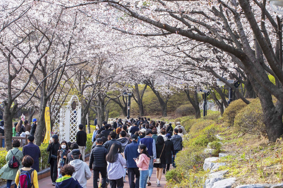 Mặc dù không phải ngày cuối tuần song người dân Hàn Quốc vẫn tranh thủ tới chiêm ngưỡng hoa anh đào đang nở rộ ở Hồ Seokchon. (Ảnh: Anh Nguyên/TTXVN)
