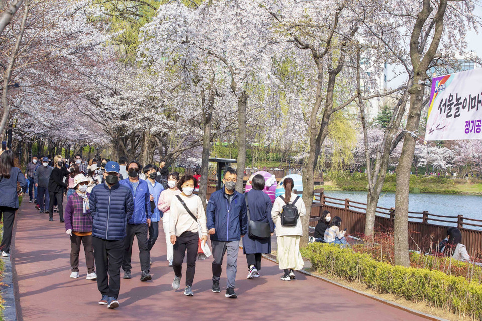 Con đường ven hồ Seokchon luôn có rất đông người đi dạo thưởng ngoạn hoa anh đào. (Ảnh: Anh Nguyên/TTXVN)