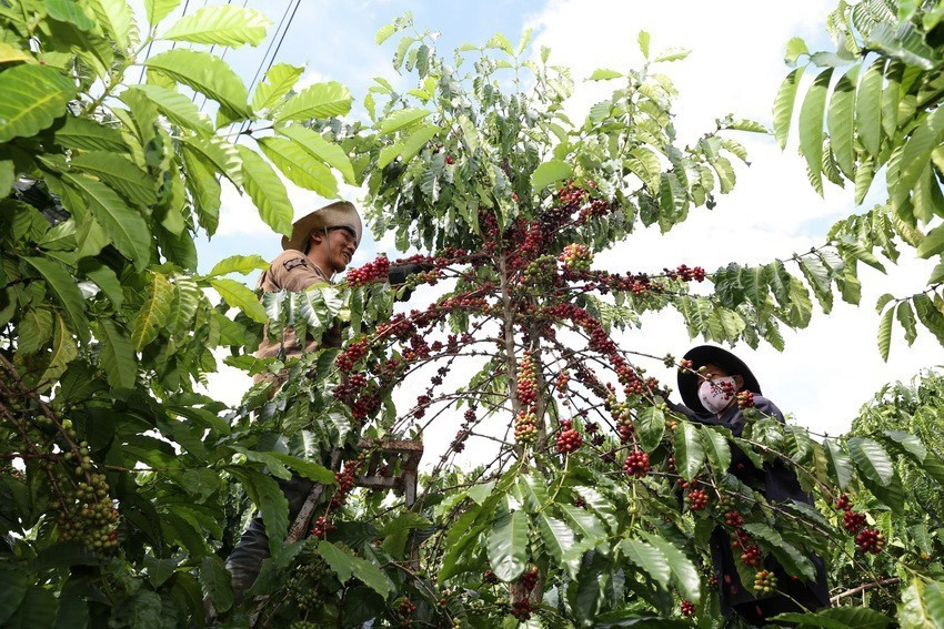 Chương trình tái canh cà phê theo chủ trương của Chính phủ được thực hiện có hiệu quả, khiến vùng nguyên liệu sản phẩm cà phê của Lâm Đồng ngày càng ổn định hơn, sản lượng bình quân hằng năm đạt trên 450 ngàn tấn cà phê nhân. Trong ảnh: Thu hoạch cà phê tại Công ty Thịnh Thảo, xã N’Thol Hạ, huyện Đức Trọng, tỉnh Lâm Đồng. (Ảnh: Vũ Sinh/TTXVN)