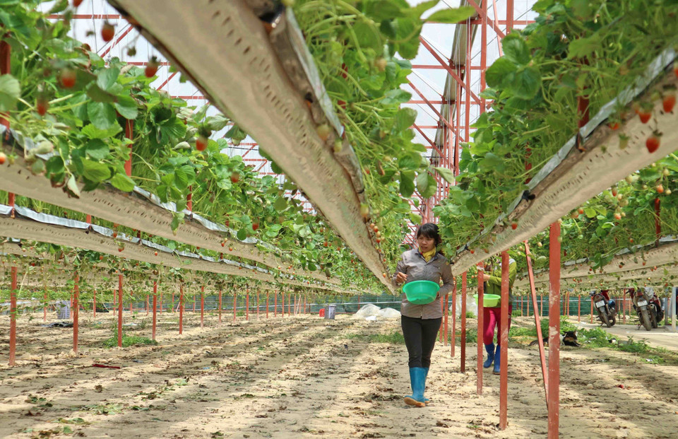 Một cá nhân ở thành phố Đà Lạt (Lâm Đồng) đầu tư chuyển hướng từ trồng rau, hoa sang mô hình trồng dâu tây 'treo' lơ lửng trên cao đầy mới mẻ, đạt doanh thu mỗi năm hàng tỷ đồng. (Ảnh: Nguyễn Dũng/TTXVN)