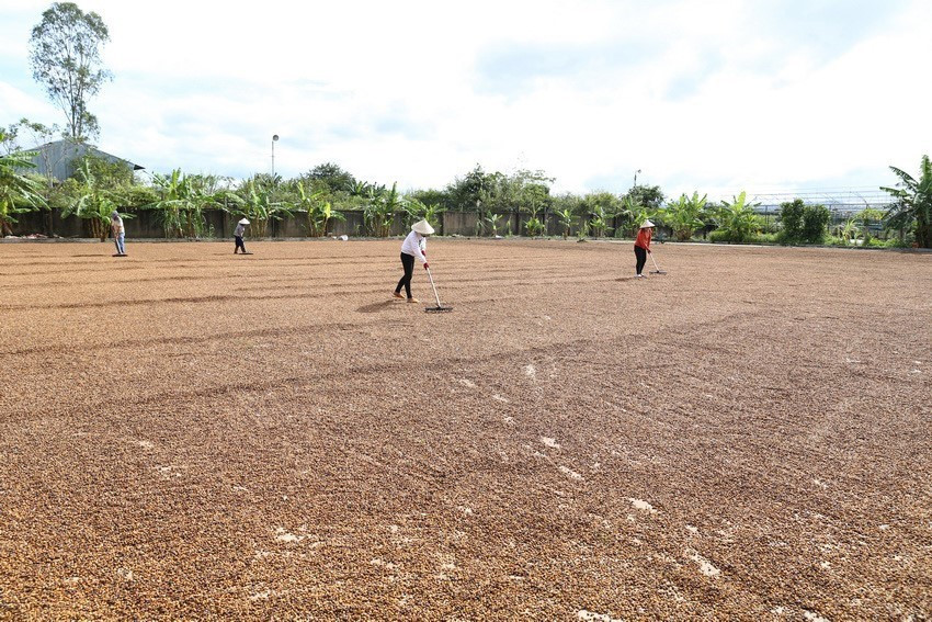 Lâm Đồng đã xây dựng và phát triển thành công gần 57 ngàn ha càphê được cấp chứng chỉ bền vững theo các tiêu chuẩn quốc tế UTZ, 4C, chiếm 33% tổng diện tích canh tác, đồng thời hình thành được 5 vùng cà phê ứng dụng công nghệ cao, với quy mô diện tích khoảng 1.500 ha tại các huyện Lâm Hà, Bảo Lâm, Lạc Dương và Di Linh. Trong ảnh: Phơi càphê mới thu hoạch tại Công ty Thịnh Thảo, xã N’Thol Hạ, huyện Đức Trọng, tỉnh Lâm Đồng. (Ảnh: Vũ Sinh/TTXVN)