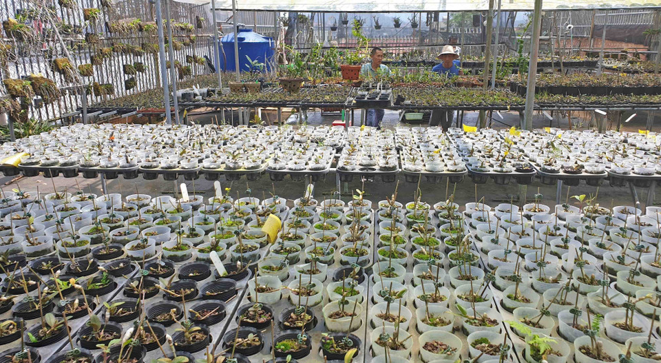 Nhiều người dân ở huyện Di Linh (Lâm Đồng) đã có nguồn thu nhập cao gấp nhiều lần so với trồng cà phê nhờ trồng hoa lan rừng. (Ảnh: Nguyễn Dũng/TTXVN)