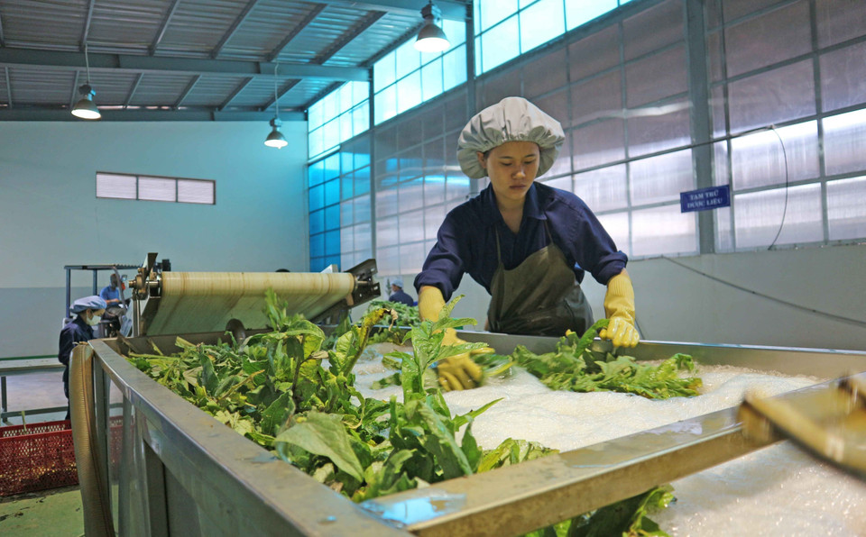 Sơ chế cây atiso tại nhà máy của Công ty Cổ phần Dược Lâm Đồng. (Ảnh: Nguyễn Dũng/TTXVN)