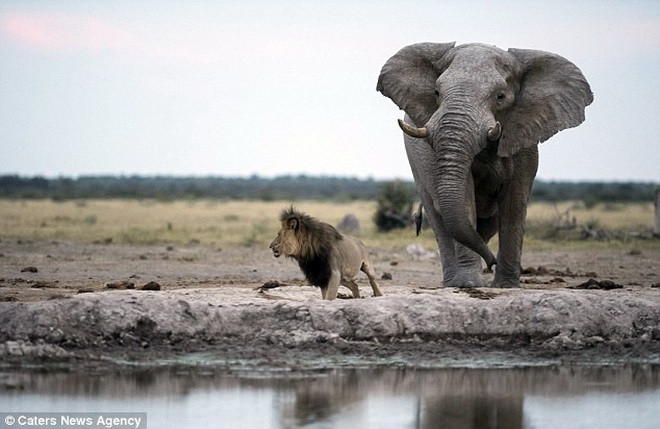 Con sư tử đã may mắn chạy thoát trước khi bị chú voi dẫm chết. (Nguồn: Caters News Agency)