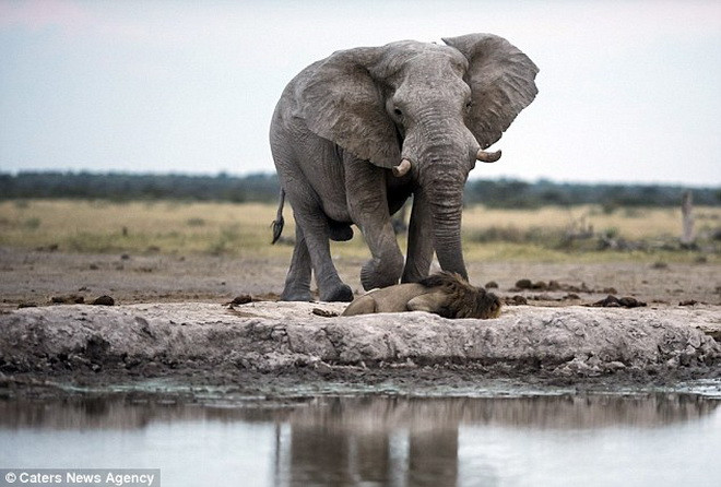 Con sư tử đang nằm nghỉ và uống nước bên bờ sông thì thấy chú voi tiến lại gần. (Nguồn: Caters News Agency)