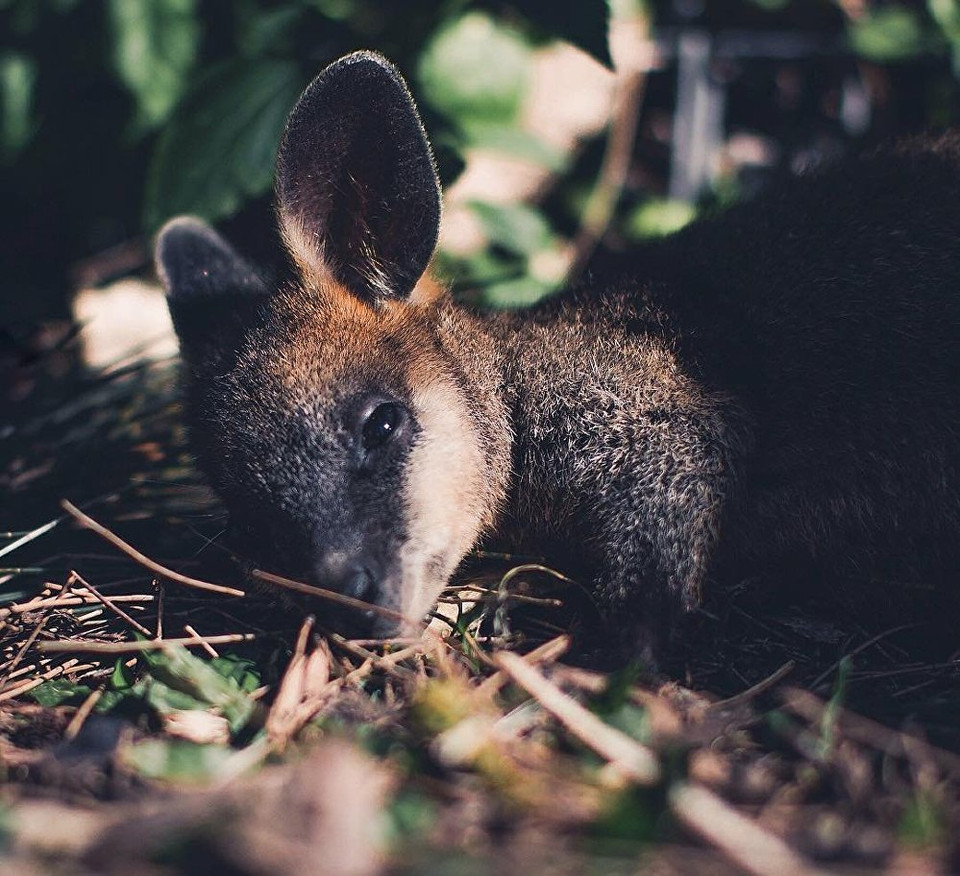 Cảm giác của mỗi sáng đầu tuần. Tỉnh rồi mà chẳng muốn dậy đi làm. (Nguồn: Sputnik)