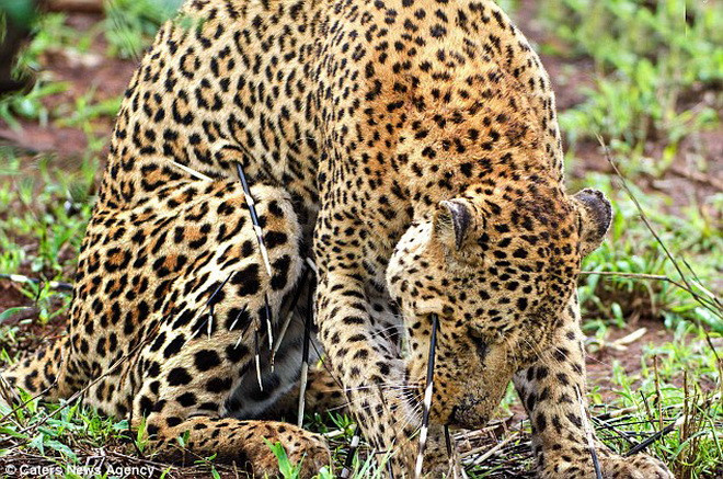 Con báo nhận bài học nhớ đời vì tấn công nhím. (Nguồn: Caters News Agency)