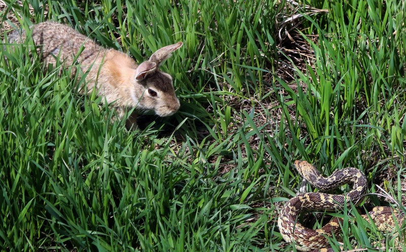 Con rắn trâu đang đi săn mồi thì gặp thỏ ở bãi cỏ. (Nguồn: Caters News Agency)