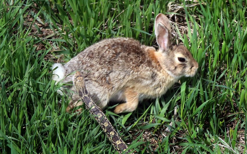 Ngay lập tức, con rắn đã lao tới tấn công để thị uy sức mạnh. (Nguồn: Caters News Agency)