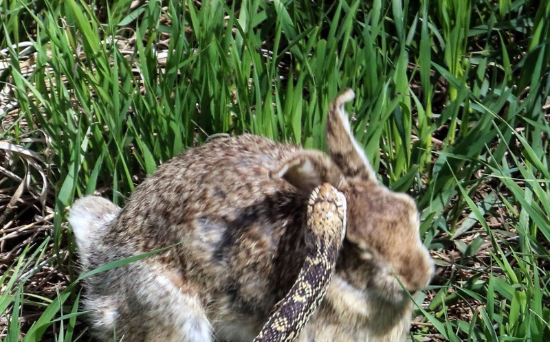 Con thỏ không những né đòn mà còn đáp trả khiến chú rắn bất ngờ. (Nguồn: Caters News Agency)