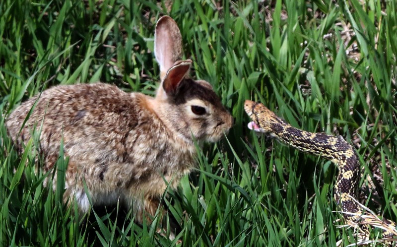 Hầu hết các con thỏ đều bỏ chạy khi thấy rắn nhưng chú thỏ này không hề run sợ và sẵn sàng đối đầu với rắn trâu. (Nguồn: Caters News Agency)