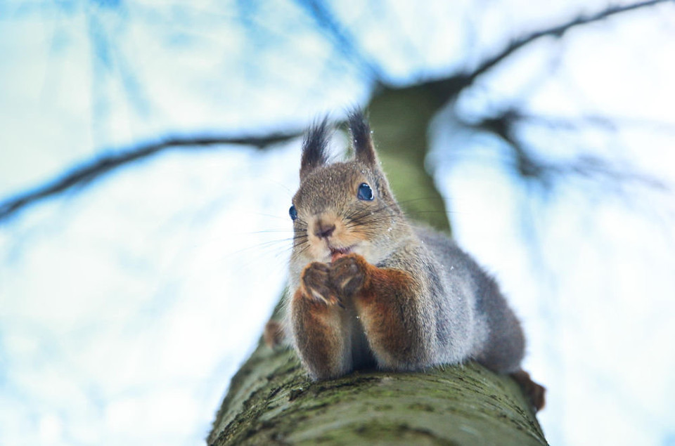 'Đừng khen em. Em ngượng lắm'. (Nguồn: Sputnik)