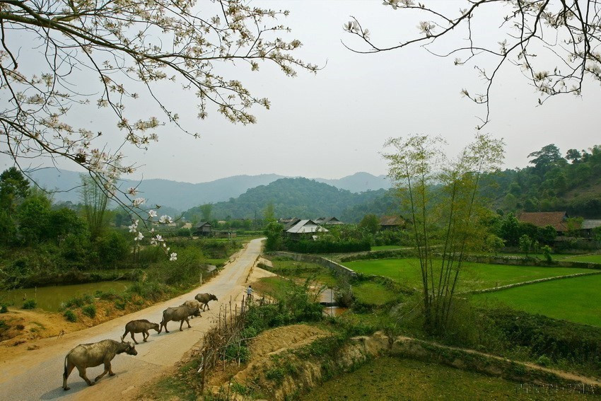 Đường vào khu di tích Mường Phăng. (Ảnh: Xuân Tư/TTXVN)