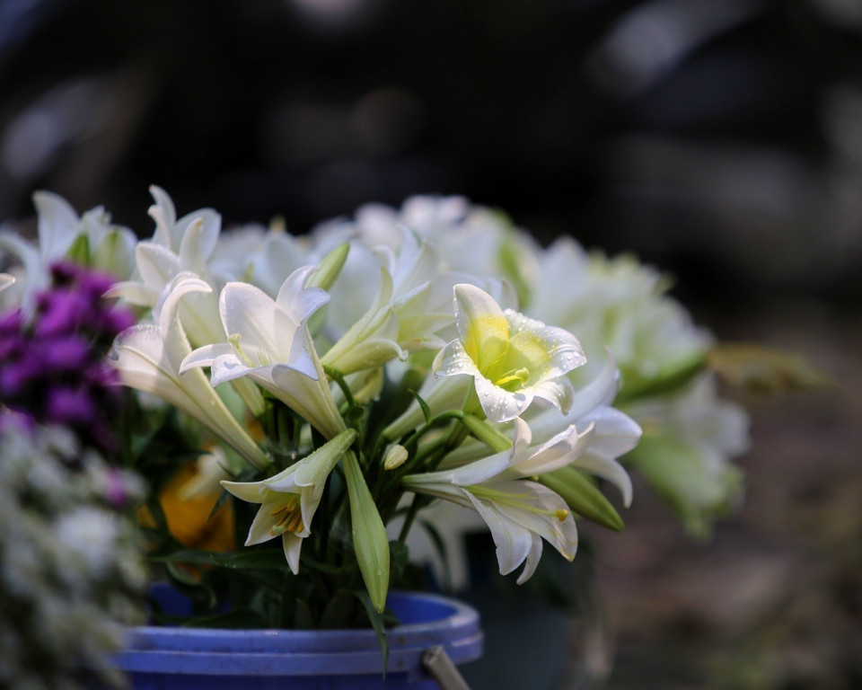 Vẻ đẹp tinh khiết của những đóa loa kèn. (Ảnh: Tuấn Đức/TTXVN)