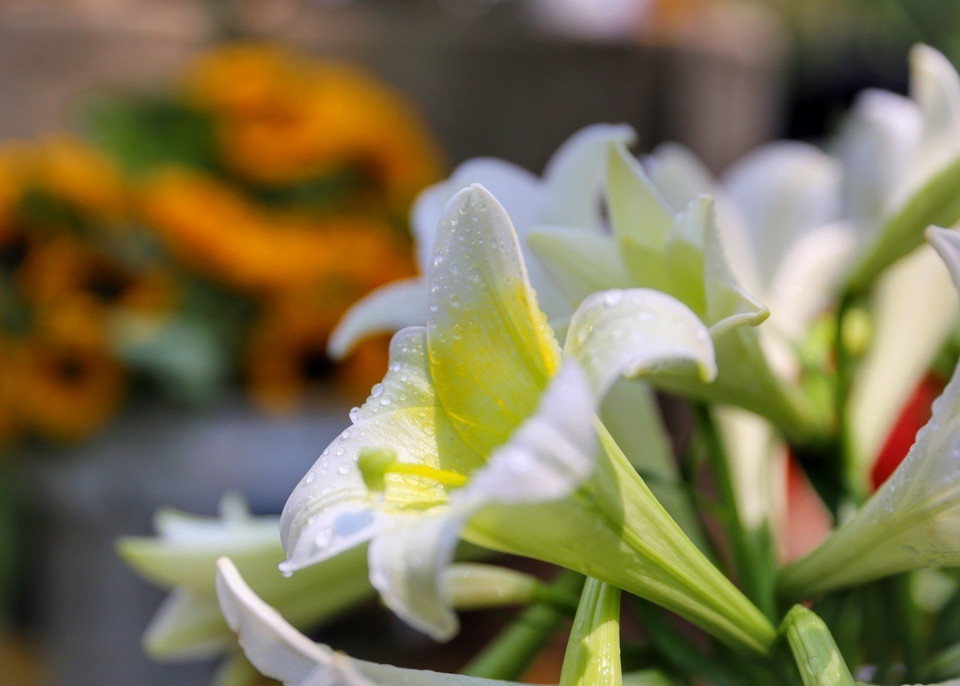 Vẻ đẹp tinh khiết của những đóa loa kèn. (Ảnh: Tuấn Đức/TTXVN)