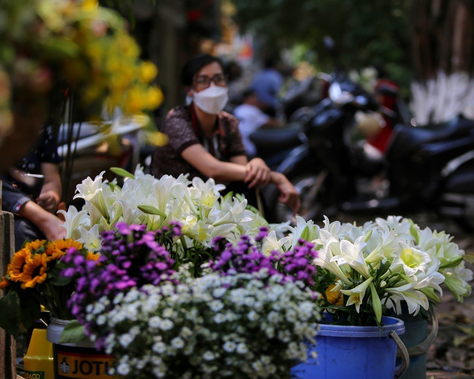 Vẻ đẹp tinh khiết của những đóa loa kèn. (Ảnh: Tuấn Đức/TTXVN)