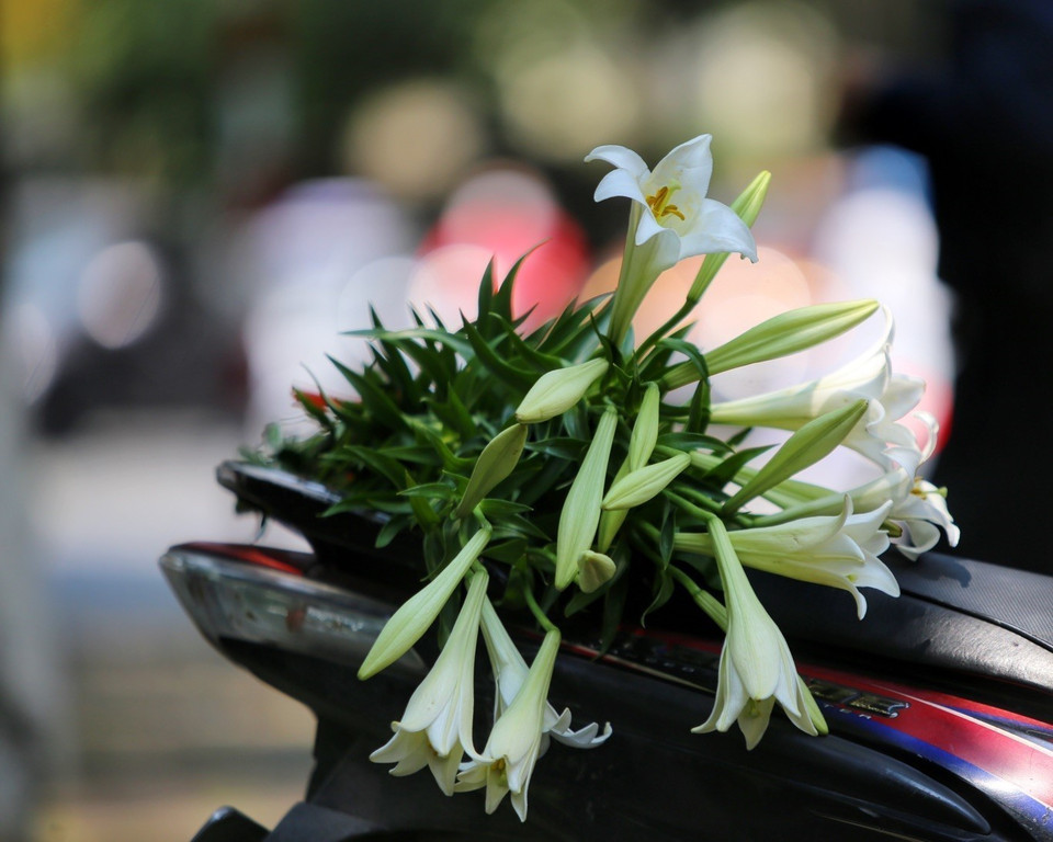 Vẻ đẹp tinh khiết của những đóa loa kèn. (Ảnh: Tuấn Đức/TTXVN)