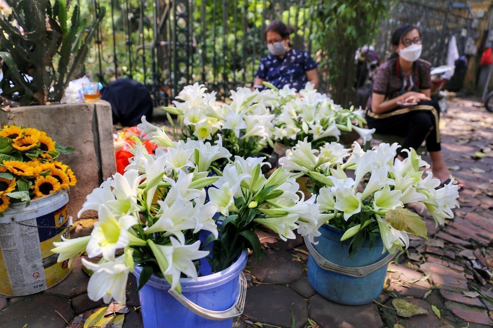 Những bó hoa loa kèn nở rộ sẵn sàng phục vụ du khách trên phố Phan Đình Phùng. (Ảnh: Tuấn Đức/TTXVN)