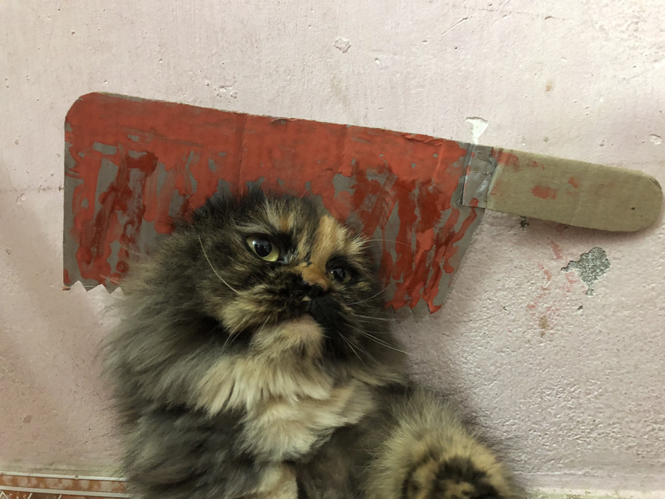 'Miêu đầu trảm' trong ngày Halloween. (Nguồn: Vietnam+)