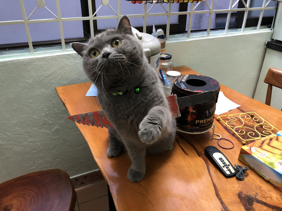 Một chú mèo với chiếc dao 'đẫm máu' đâm xuyên ngang người. (Nguồn: Vietnam+)