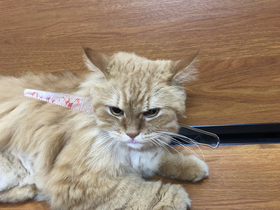 Thú cưng 'tạo dáng' cùng chiếc dao đẫm máu. (Nguồn: Vietnam+)