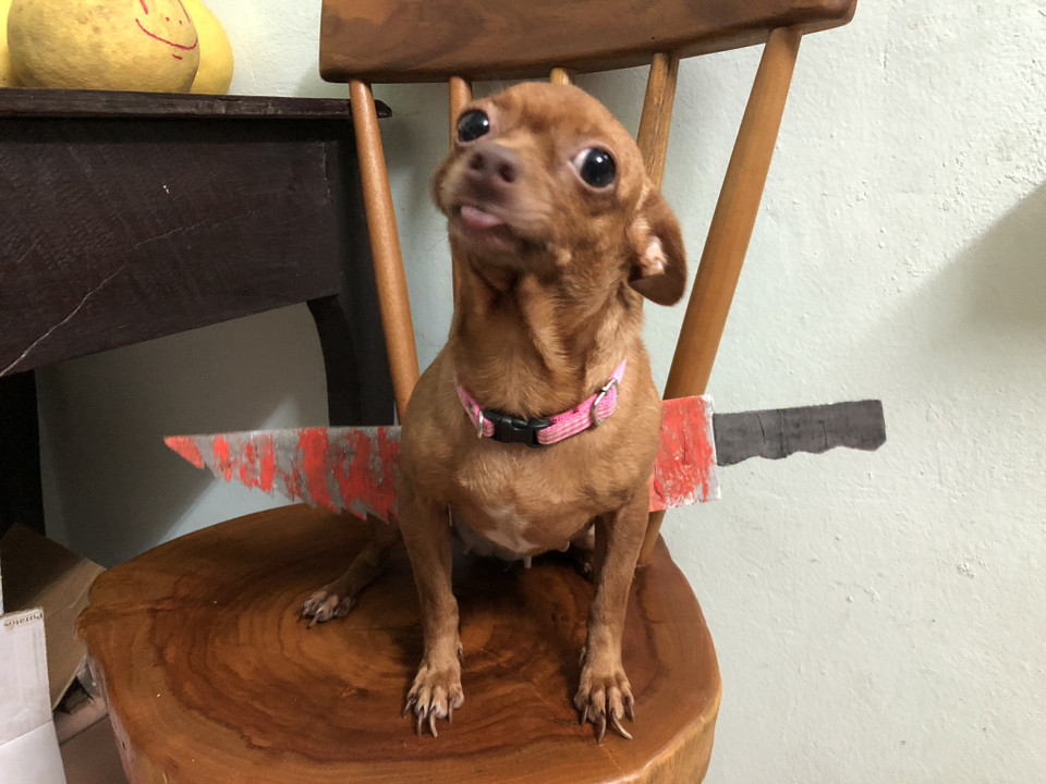 Những chiếc dao bằng giấy được làm rất đơn giản và không gây hại cho thú cưng. (Nguồn: Vietnam+)