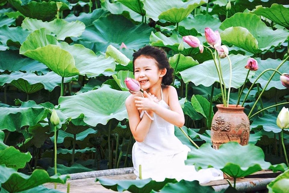 Bạn nhỏ thích thú bên những đoá sen ở đầm sen Hồ Tây (Hà Nội). (Ảnh: Khánh Hòa/TTXVN)